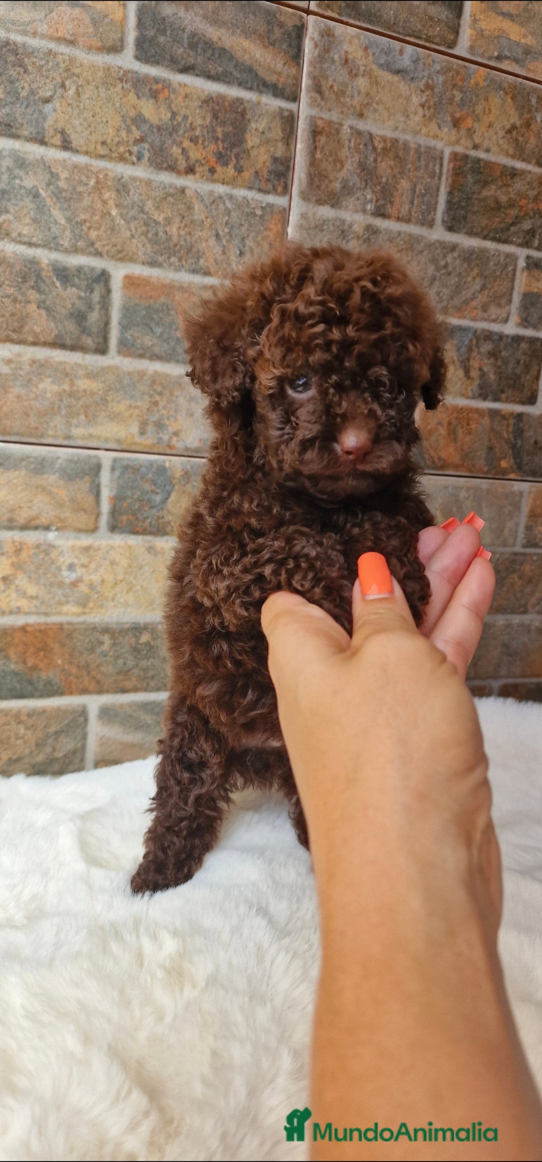 Caniche Toy perros en venta: Macho chocolate mini/toy - Imagen 1