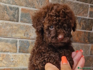Caniche Toy perros - Anuncio 25