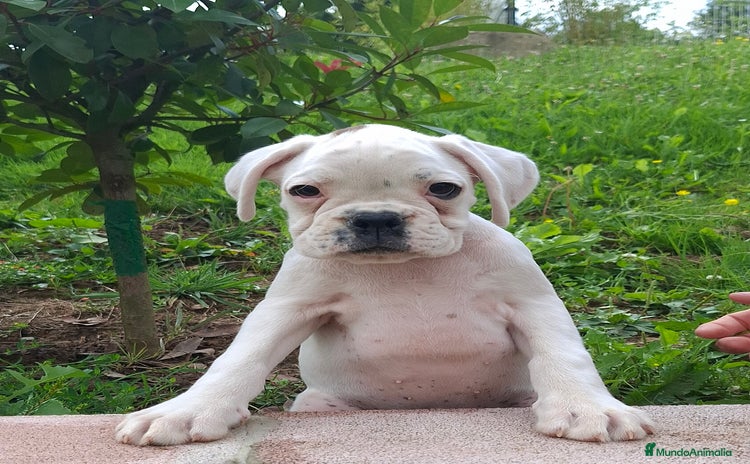 Boxer perros - Propaganda 5