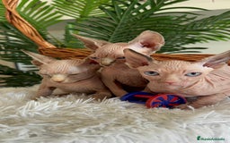 Sphynx gatos en venta: GATITAS SPHYNX - Anuncio 1