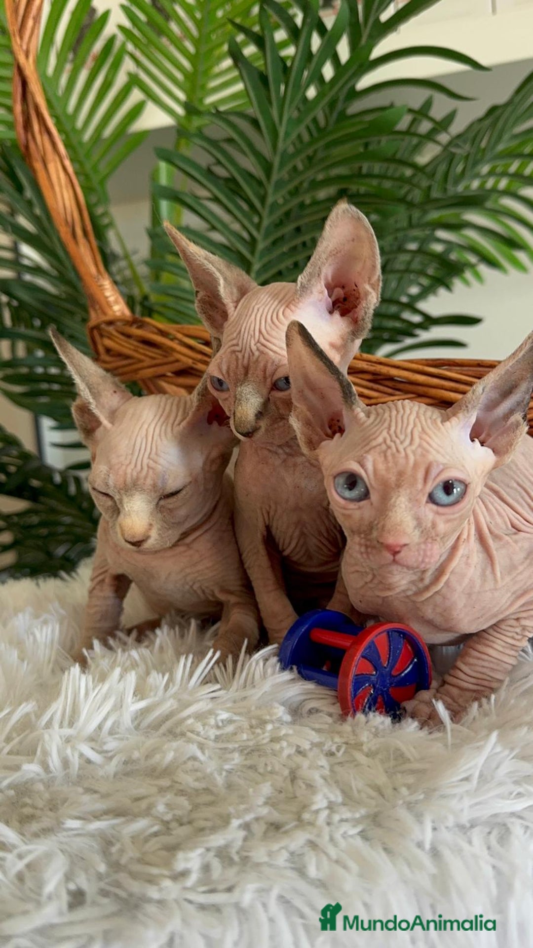 Sphynx gatos en venta: GATITAS SPHYNX - Anuncio 1