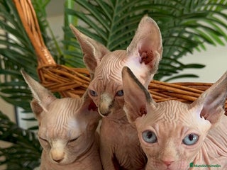 Sphynx gatos GATITAS SPHYNX - Anuncio 2