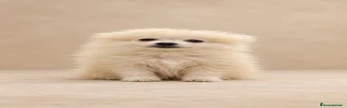 Pomerania 2