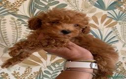 Caniche Toy perros en venta: Disponible machito rojo ❤️ - Imagen 2