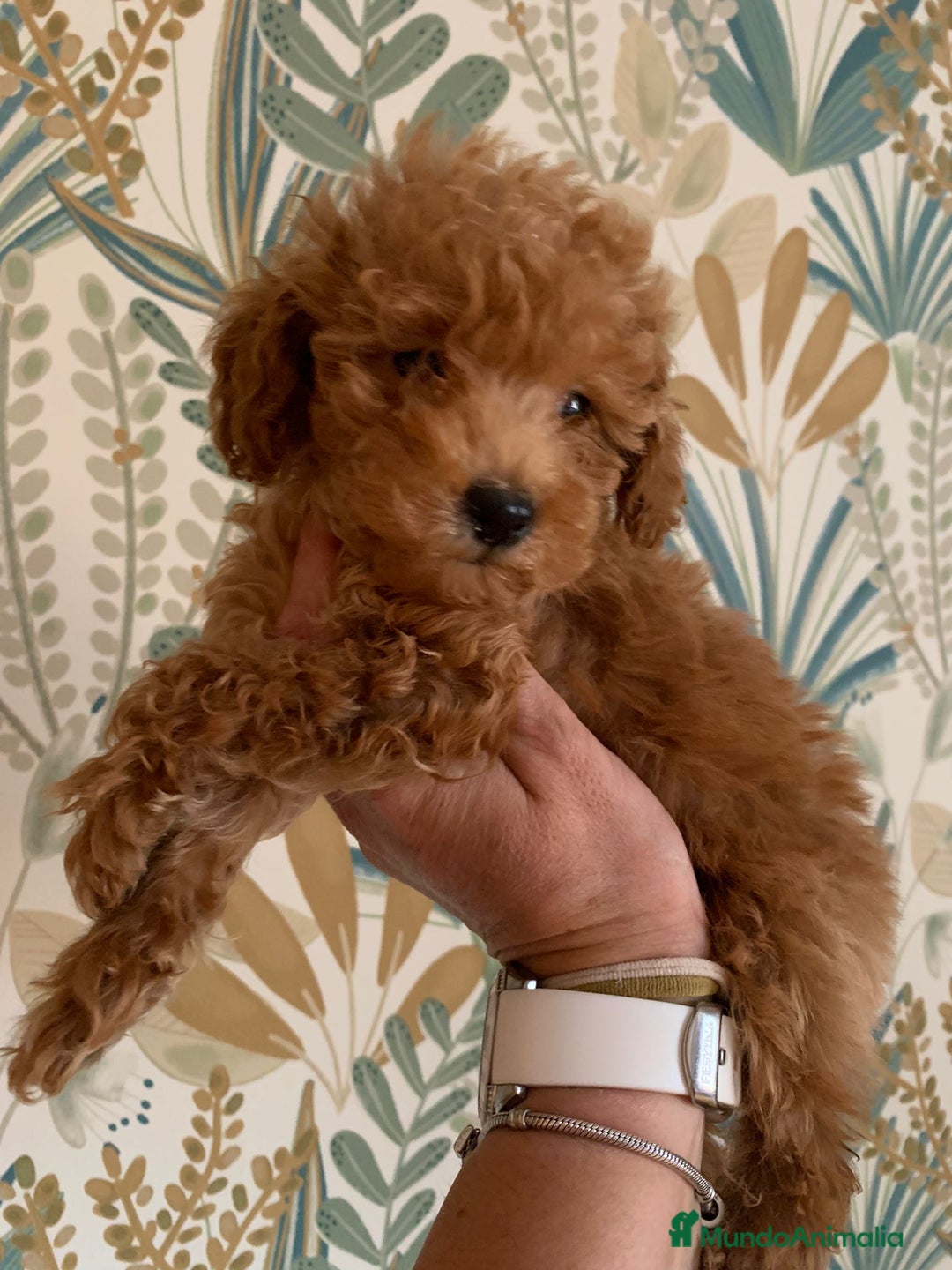 Caniche Toy perros en venta: Disponible machito rojo ❤️ - Imagen 2