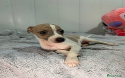 Pequeño Lebrel Italiano perros en venta: Piccolo italiano  - Imagen 17
