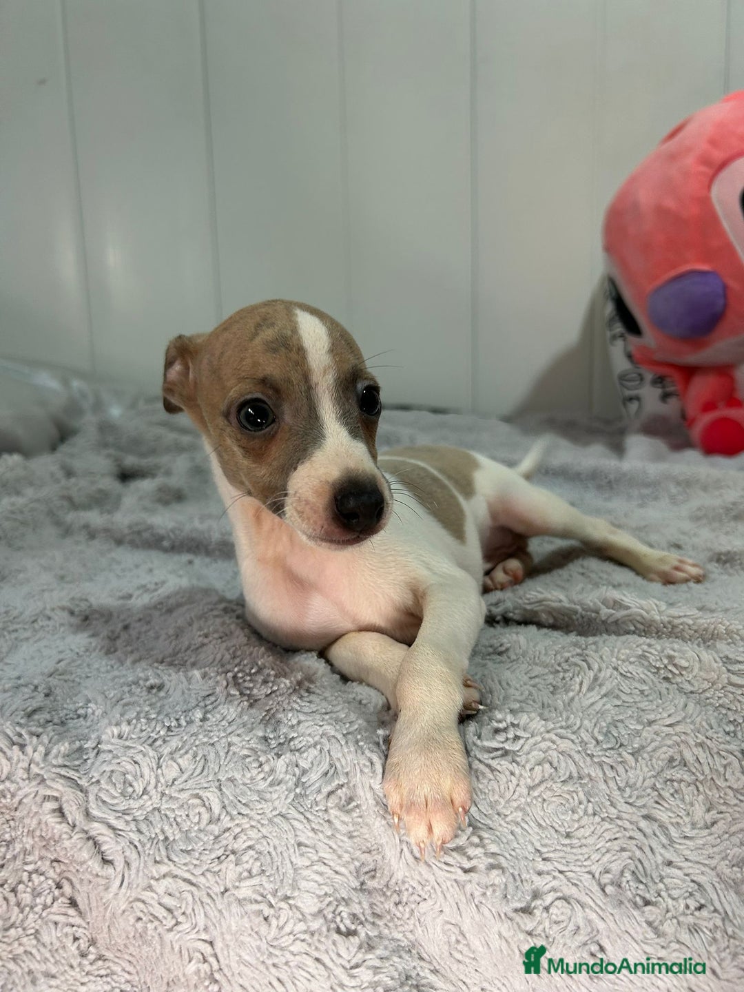 Pequeño Lebrel Italiano perros en venta: Piccolo italiano  - Imagen 17