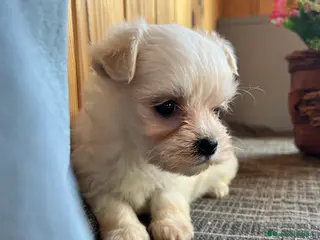 Bichón Maltés perros Preciosos cachorritos de Bichon Maltés - Anuncio 1