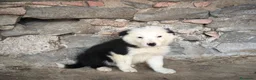 Border Collie perros en venta: Cachorros border collie varios colores! - Anuncio 10