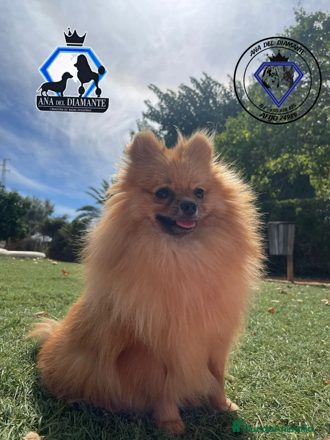 Pomerania perros en venta: Pomerania toy blue  - Anuncio 1