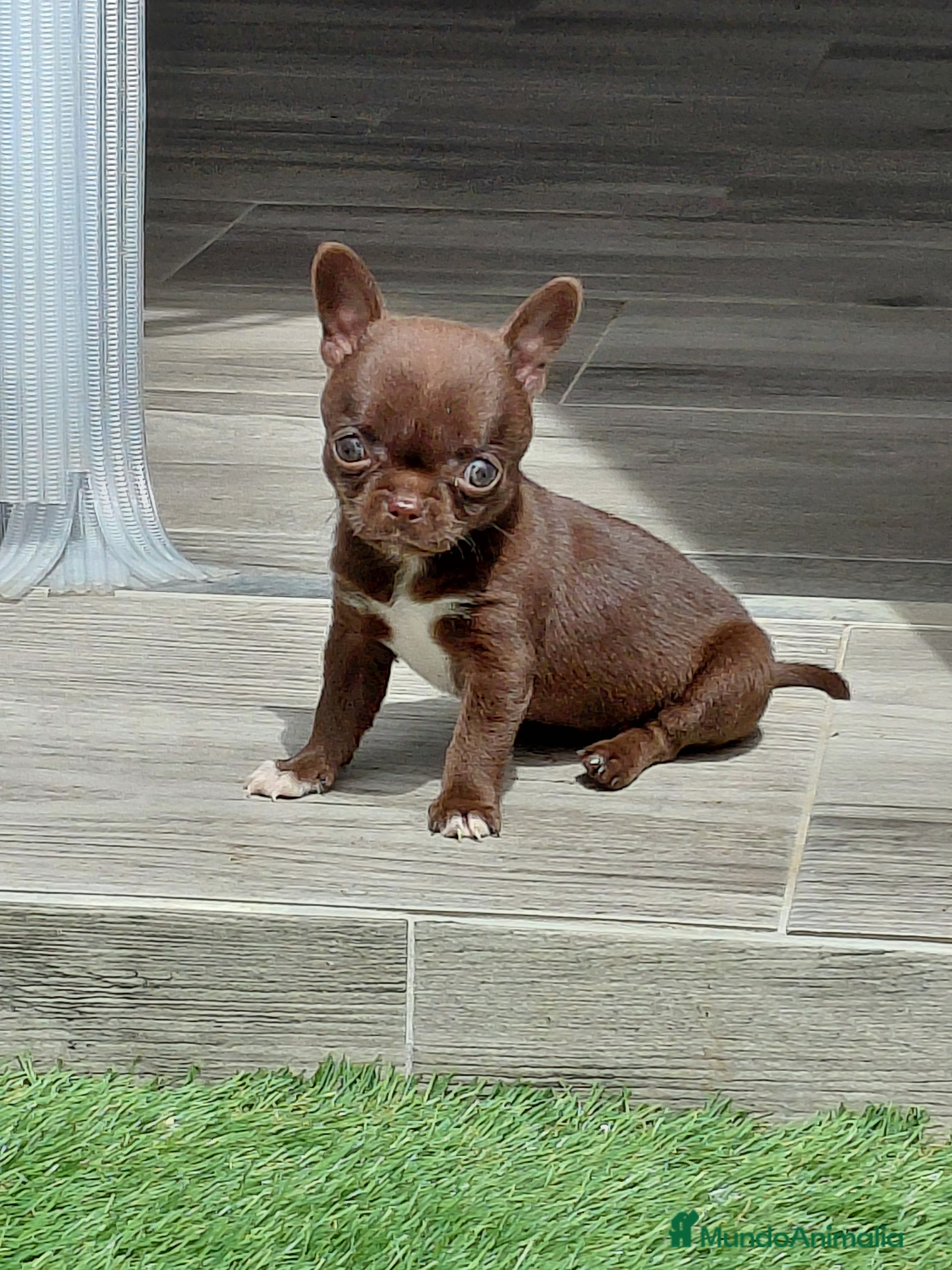 Chihuahua perros Chihuahuas linea rusa - Anuncio 1