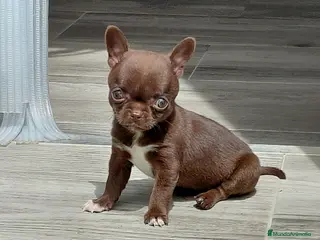 Chihuahua perros Chihuahuas linea rusa - Anuncio 1