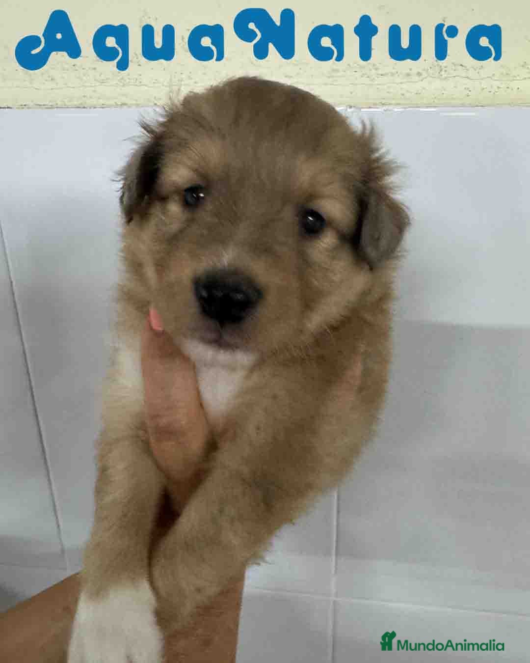 Perro Pastor de las Shetland perros en venta: Pastor de Shetland Macho 3 de Nana AQUANATURA - Anuncio 2