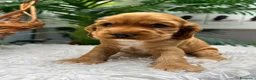 Cocker Spaniel Inglés perros en venta: COCKER HEMBRA  - Anuncio 12