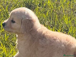 Golden Retriever perros Golden Retriever hembra - Anuncio 1