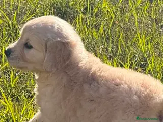 Golden Retriever perros Golden Retriever hembra - Anuncio 5