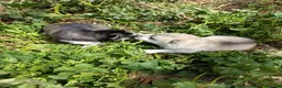 Husky Siberiano perros en venta: HUSKY - Anuncio 6