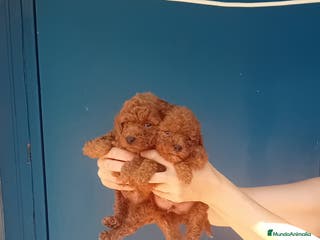 Caniche Toy perros ‼️‼️CANICHE TOY ROJOS 50% ASIÁTICOS - Anuncio 4
