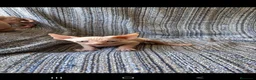 Sphynx gatos en venta: Gatos egipcio  - Anuncio 2