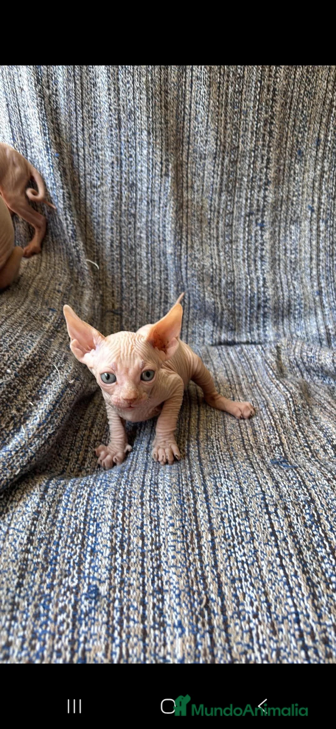 Sphynx gatos en venta: Gatos egipcio  - Anuncio 2