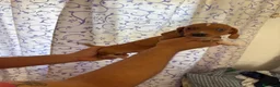 Teckel perros en venta: Teckels Kaninchen  - Anuncio 3