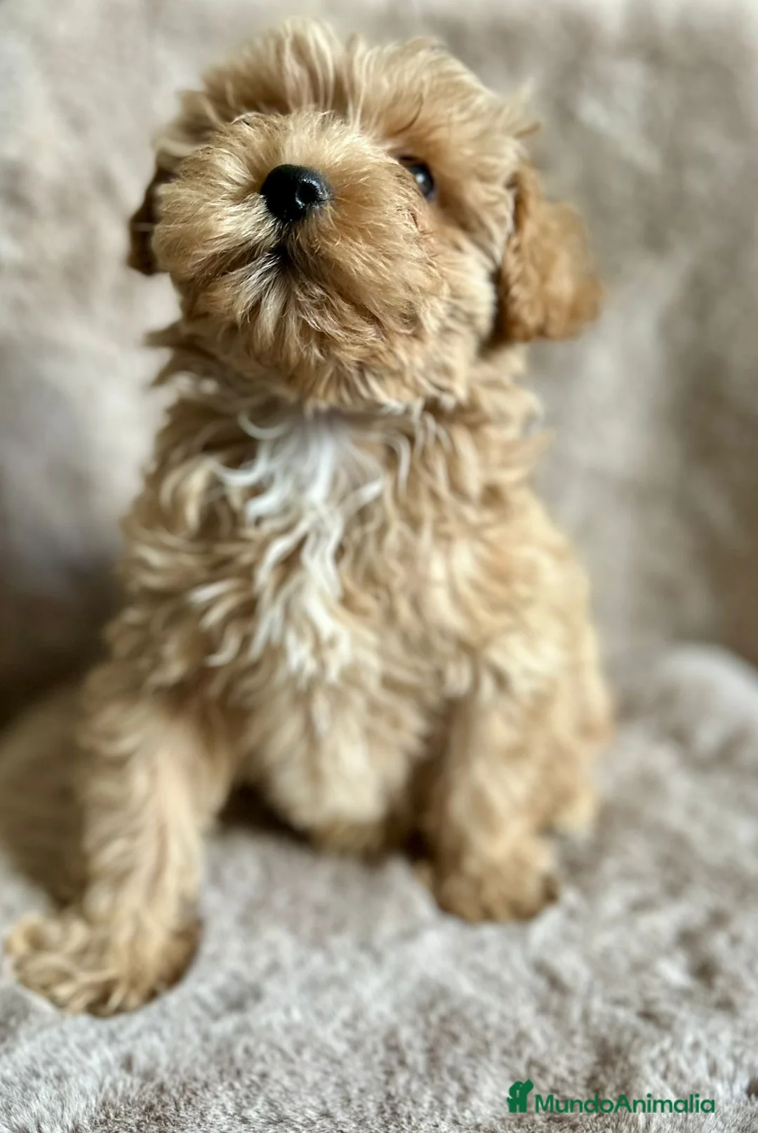 Maltipoo perros en venta: Maltipoo macho  - Anuncio 5