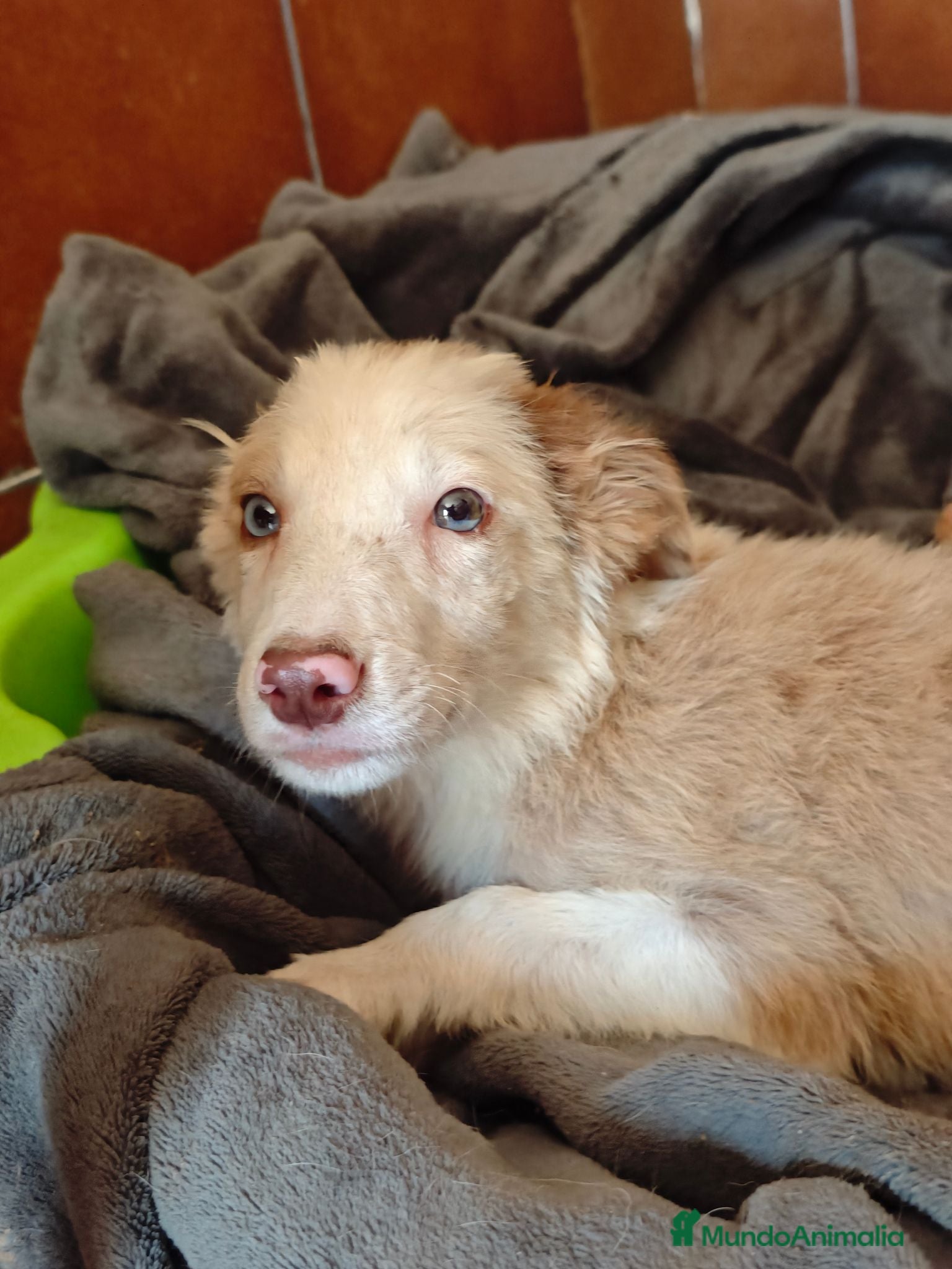 Border Collie perros Preciosos bebes - Anuncio 2