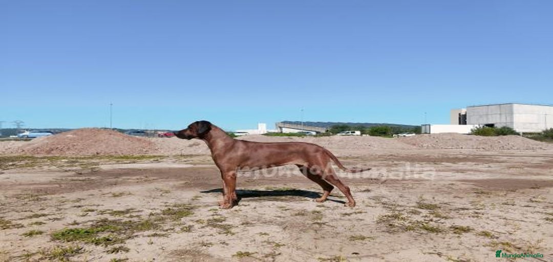 Imagen de galería {{count}}