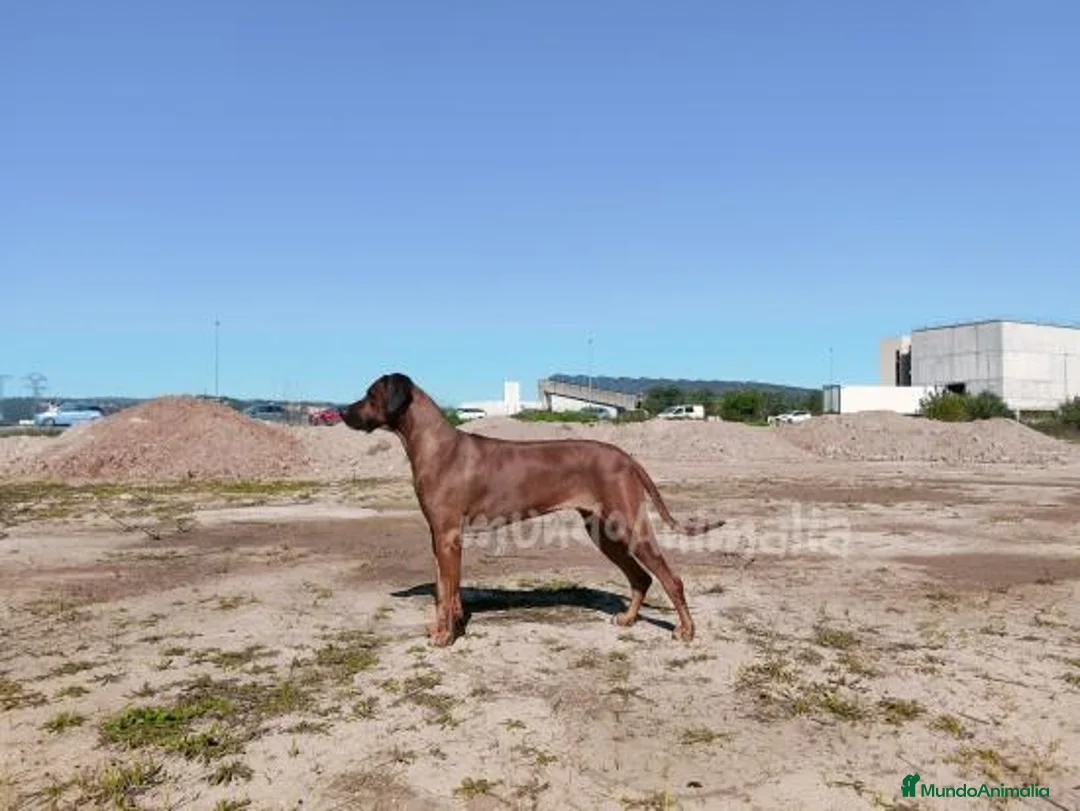 Imagen de galería {{count}}