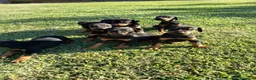 Dobermann perros en venta: Dóberman negro fuego - Anuncio 1