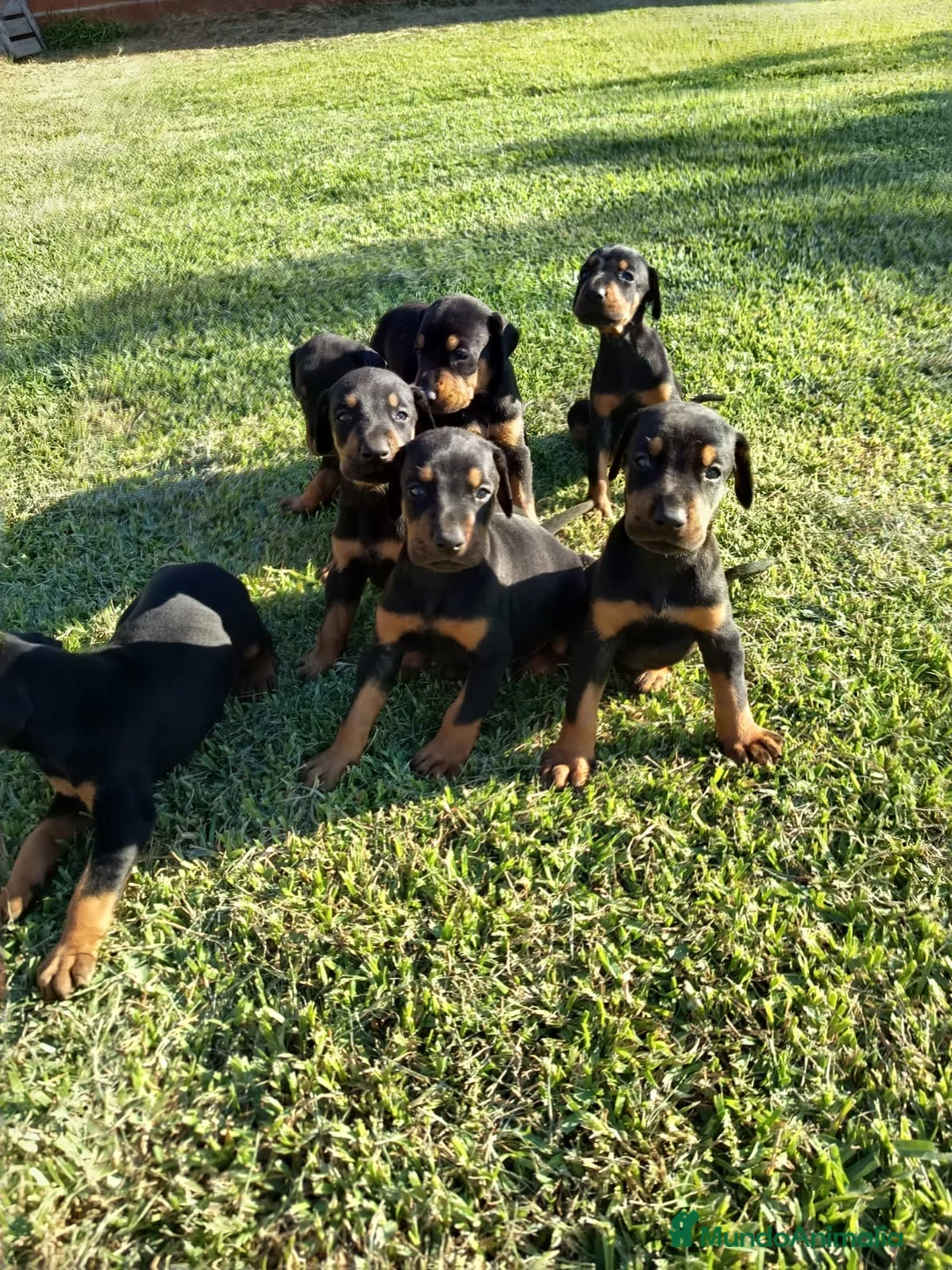 Dobermann perros en venta: Dóberman negro fuego - Anuncio 1