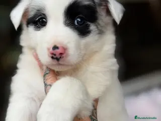 Border Collie perros BORDER COLLIE HEMBRAS - Anuncio 3