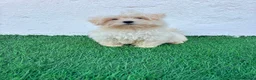 Bichón Maltés perros en venta: Bichon Maltes coreana - Anuncio 17