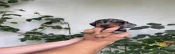 Teckel perros en venta: Cachorros de Teckel Kaninchen - Anuncio 2
