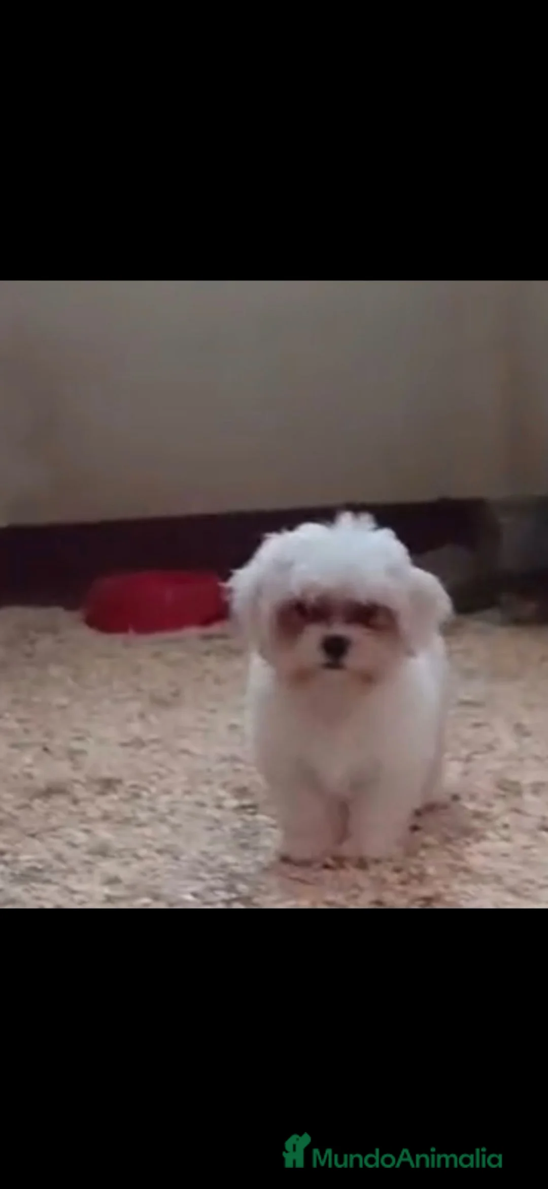 Bichón Maltés perros en venta: Bichon maltes linea coreana  - Anuncio 2