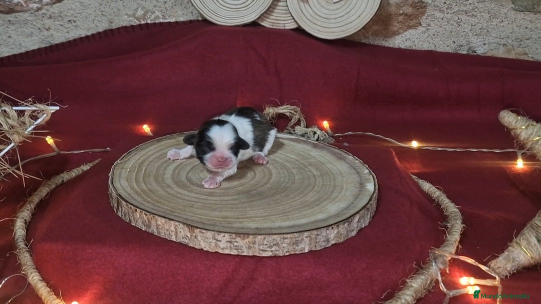 Pekinés perros en venta: Precioso Pekinés bicolor - Anuncio 1