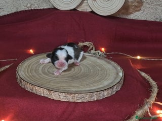 Pekinés perros Precioso Pekinés bicolor - Anuncio 1