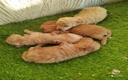 Caniche Toy perros en venta:  Nueva Camada de Caniche Toy - Imagen 1