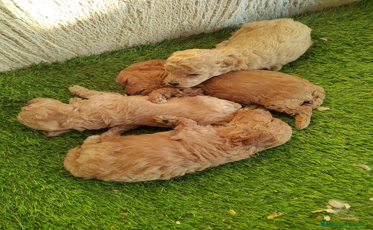 Caniche Toy perros - Anuncio 1