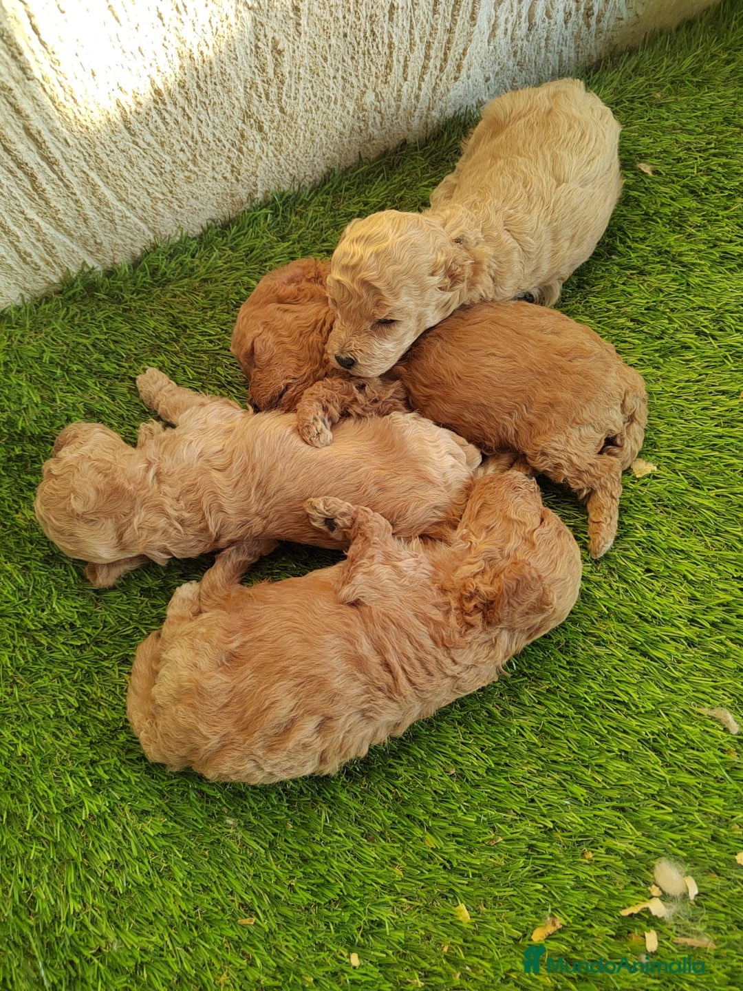 Caniche Toy perros en venta:  Nueva Camada de Caniche Toy - Imagen 1