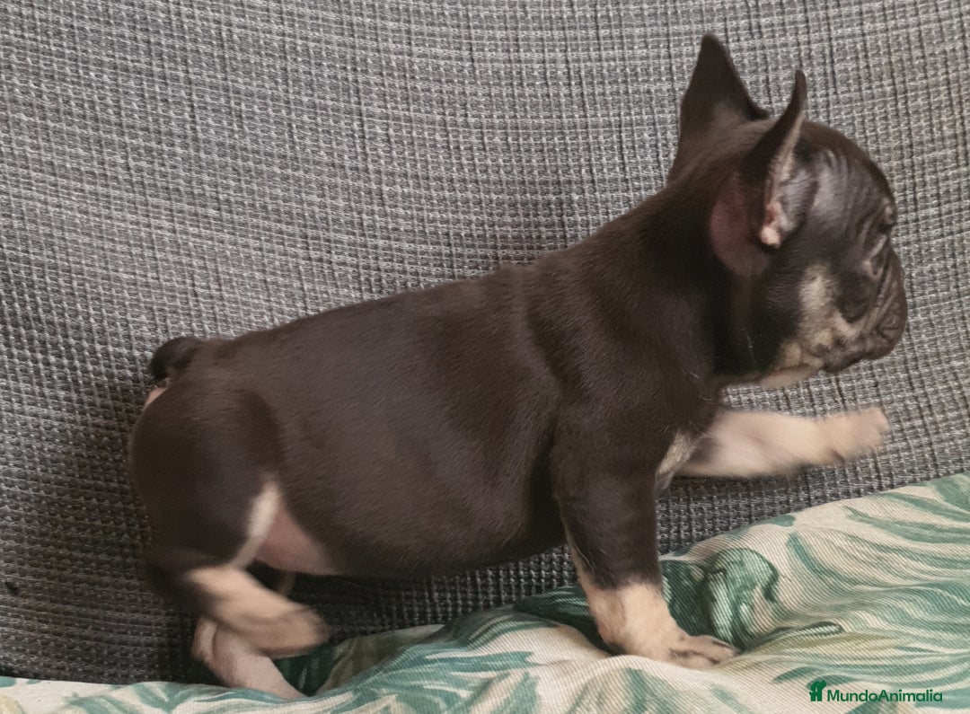 Bulldog Francés perros en venta: Cachorro de Bulldog Frances  - Anuncio 4