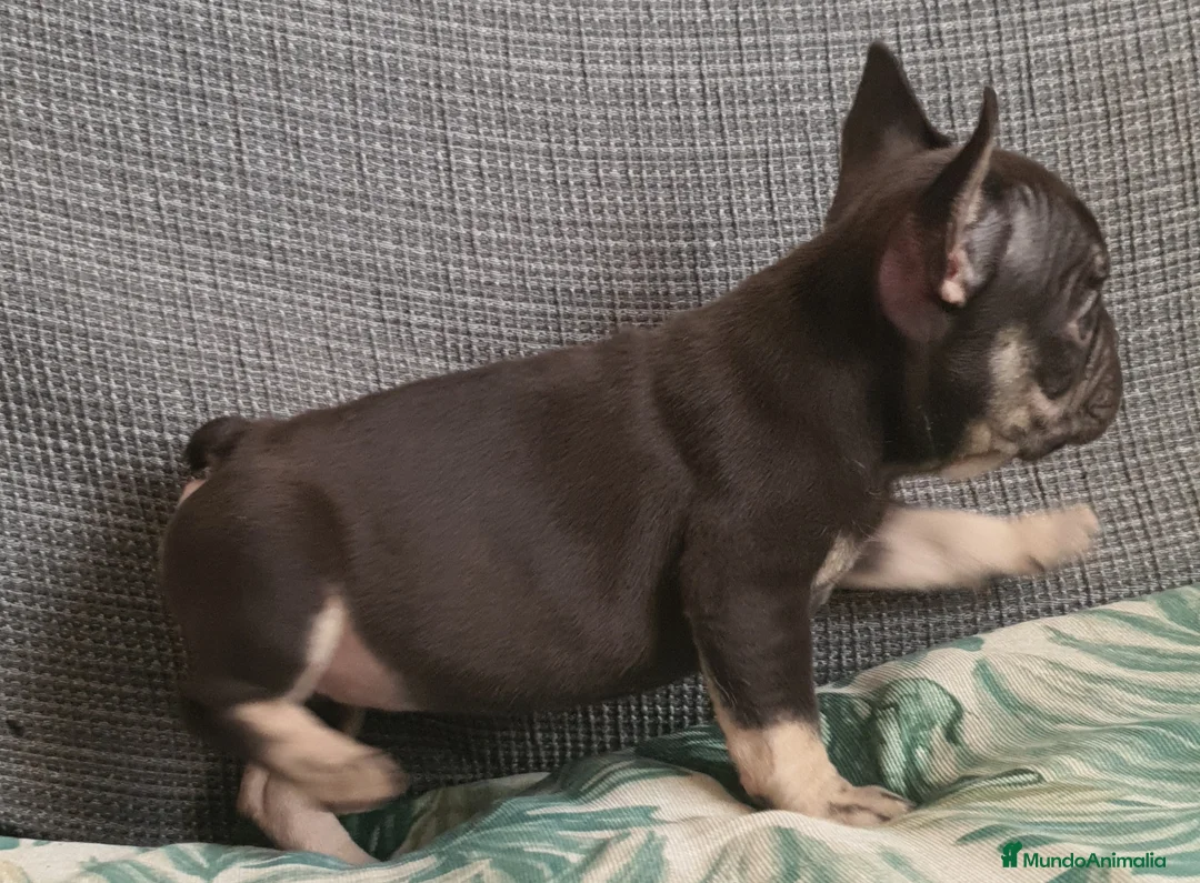 Bulldog Francés perros en venta: Cachorro de Bulldog Frances  - Anuncio 4