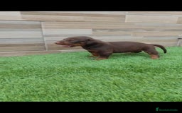 Dobermann perros en venta: Doberman  - Imagen 7