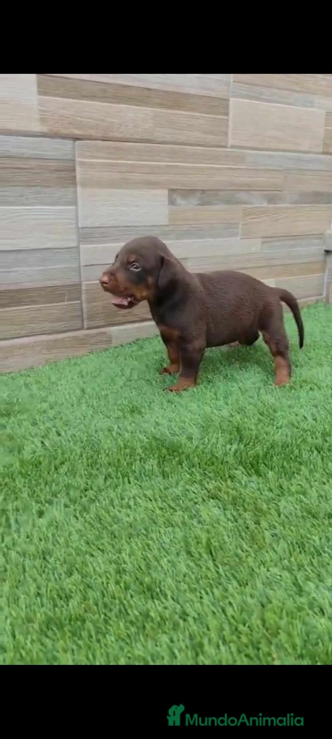Dobermann perros en venta: Doberman  - Imagen 7