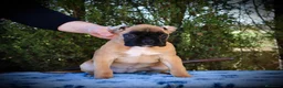 Boxer perros en venta: MACHO BOXER DORADO  - Anuncio 4
