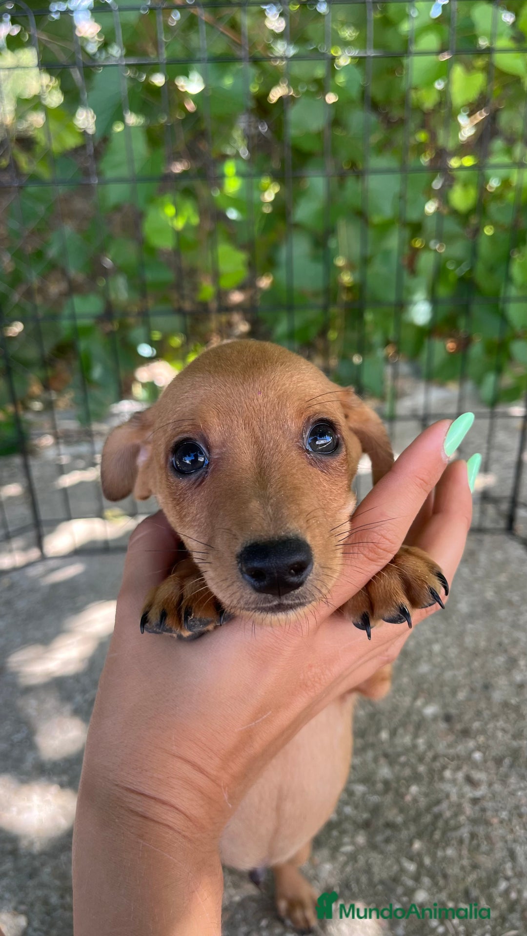 Pinscher Miniatura perros en venta: Pinscher Miniatura  - Imagen 6