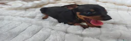 Pinscher Miniatura perros en venta: MINI PINSCHER TOY - Anuncio 5