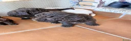 Perro de Agua Español perros en venta: Cachorros de Perro de agua  - Anuncio 7