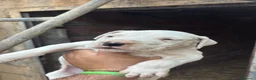 Dogo Argentino perros en venta: Dogo Argentino 641387649 - Anuncio 1