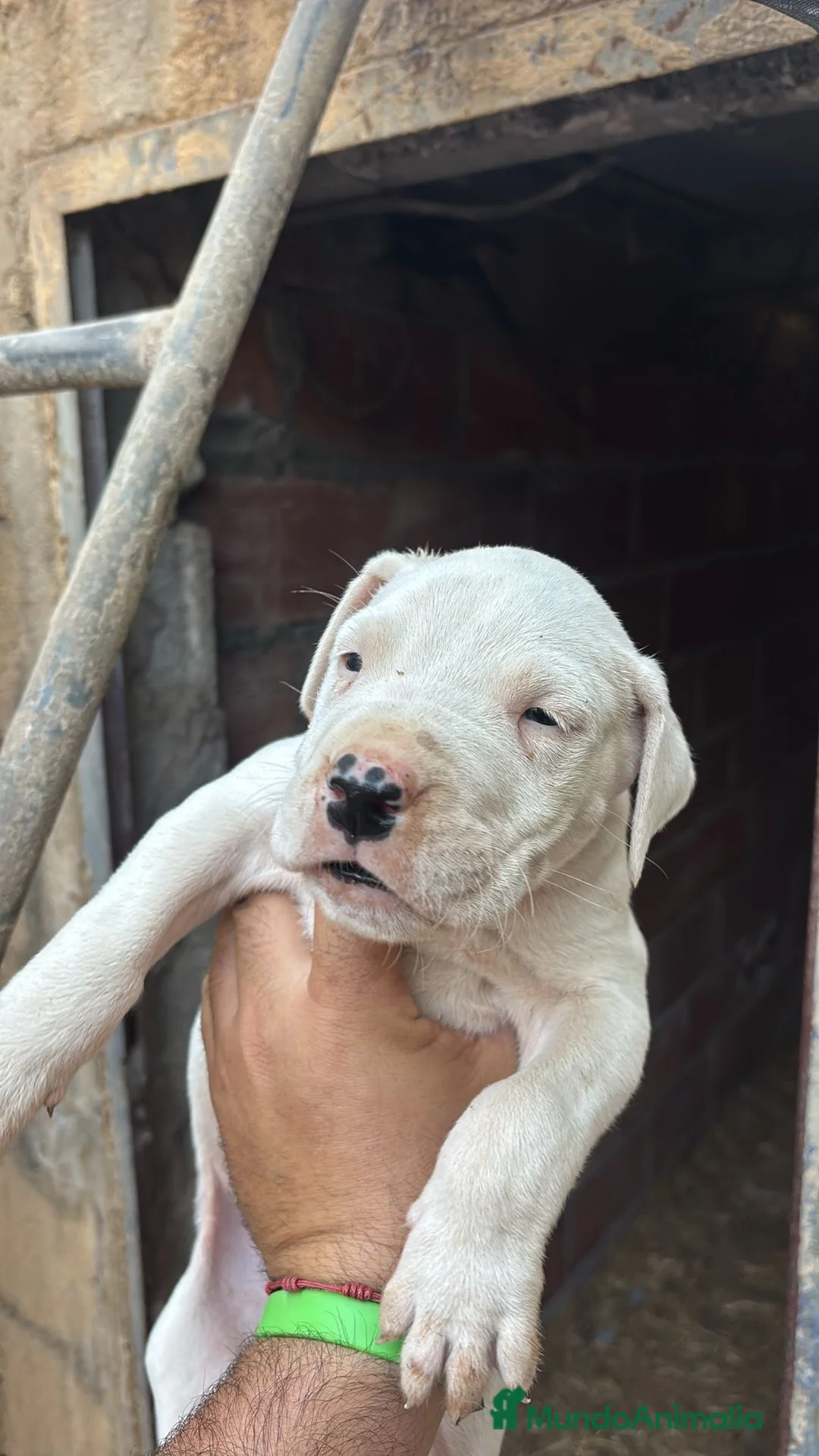 Dogo Argentino perros en venta: Dogo Argentino 641387649 - Anuncio 1